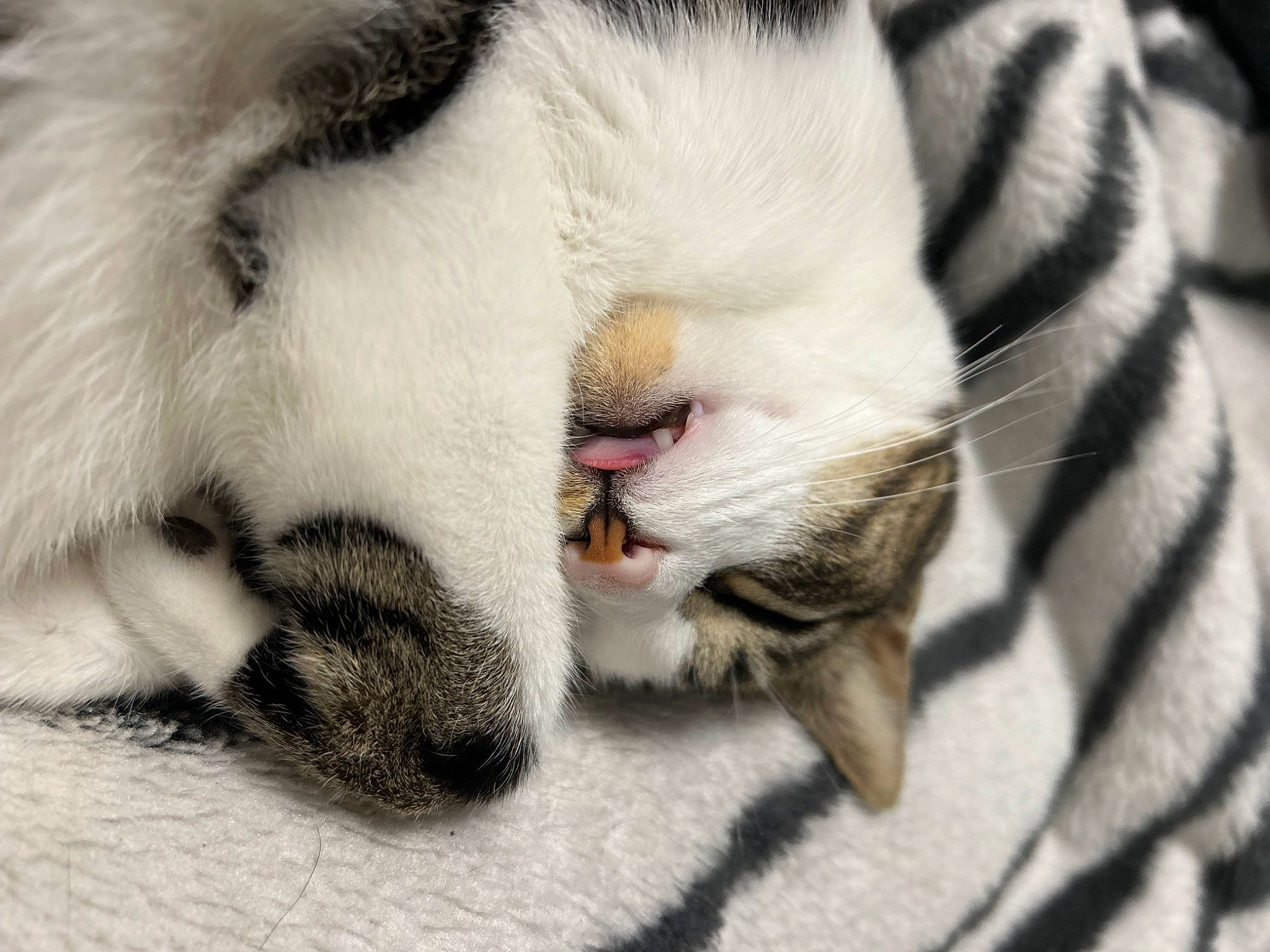 Aria a rejoint le concours — aidez-le/la à gagner de superbes lots ! carnivore, cat, claw, close_up, comfort, domestic_short_haired_cat, eye, fang, fawn, felidae, foot, fur, nap, paw, small_to_medium_sized_cats, snout, tail, whiskers, wildlife, yawn