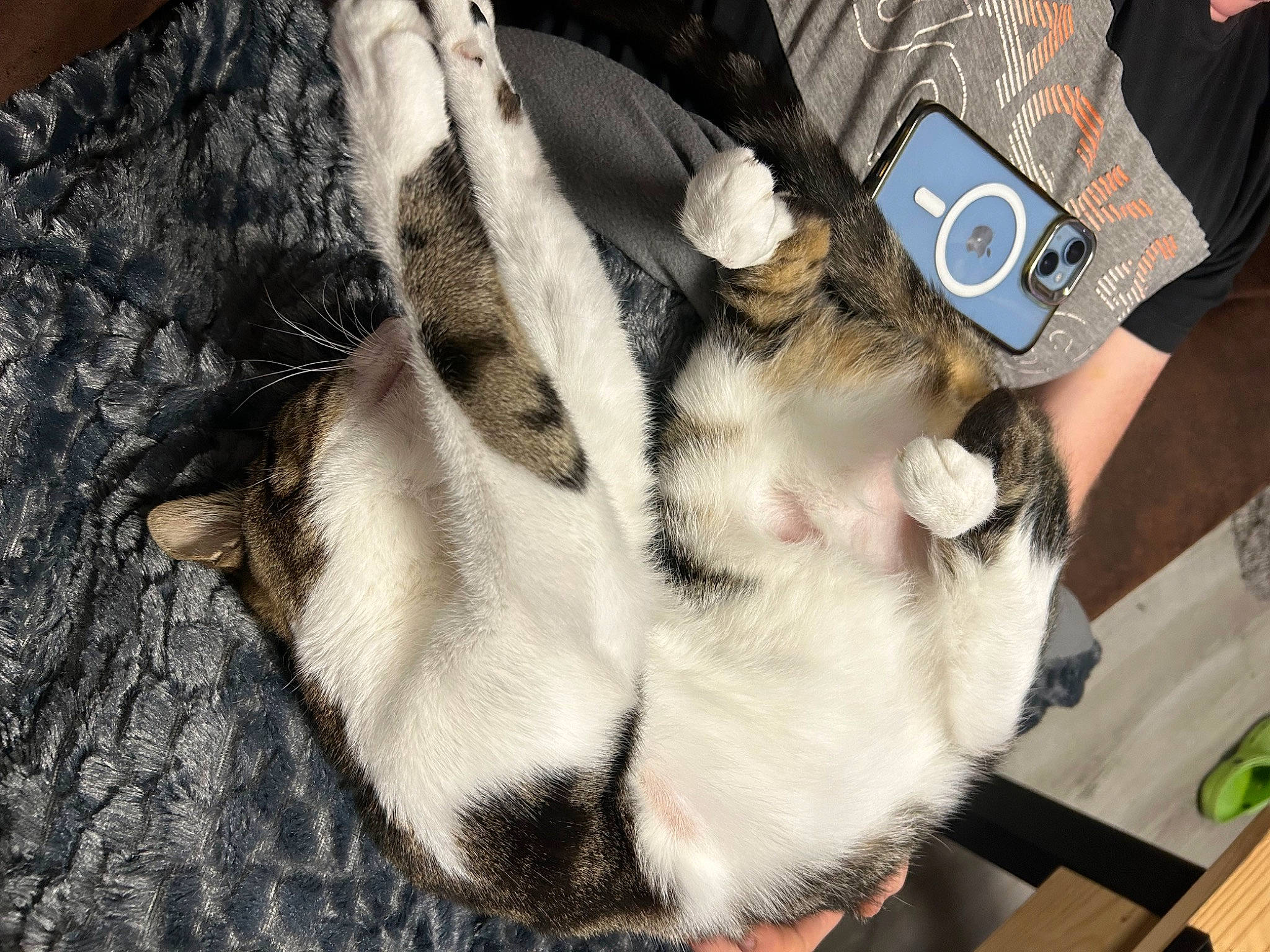 Aria participe au concours pour gagner de l'argent avec cette photo : canidae, carnivore, cat, claw, comfort, companion_dog, dog_breed, fawn, felidae, fur, human_leg, paw, small_to_medium_sized_cats, sporting_group, tail, whiskers