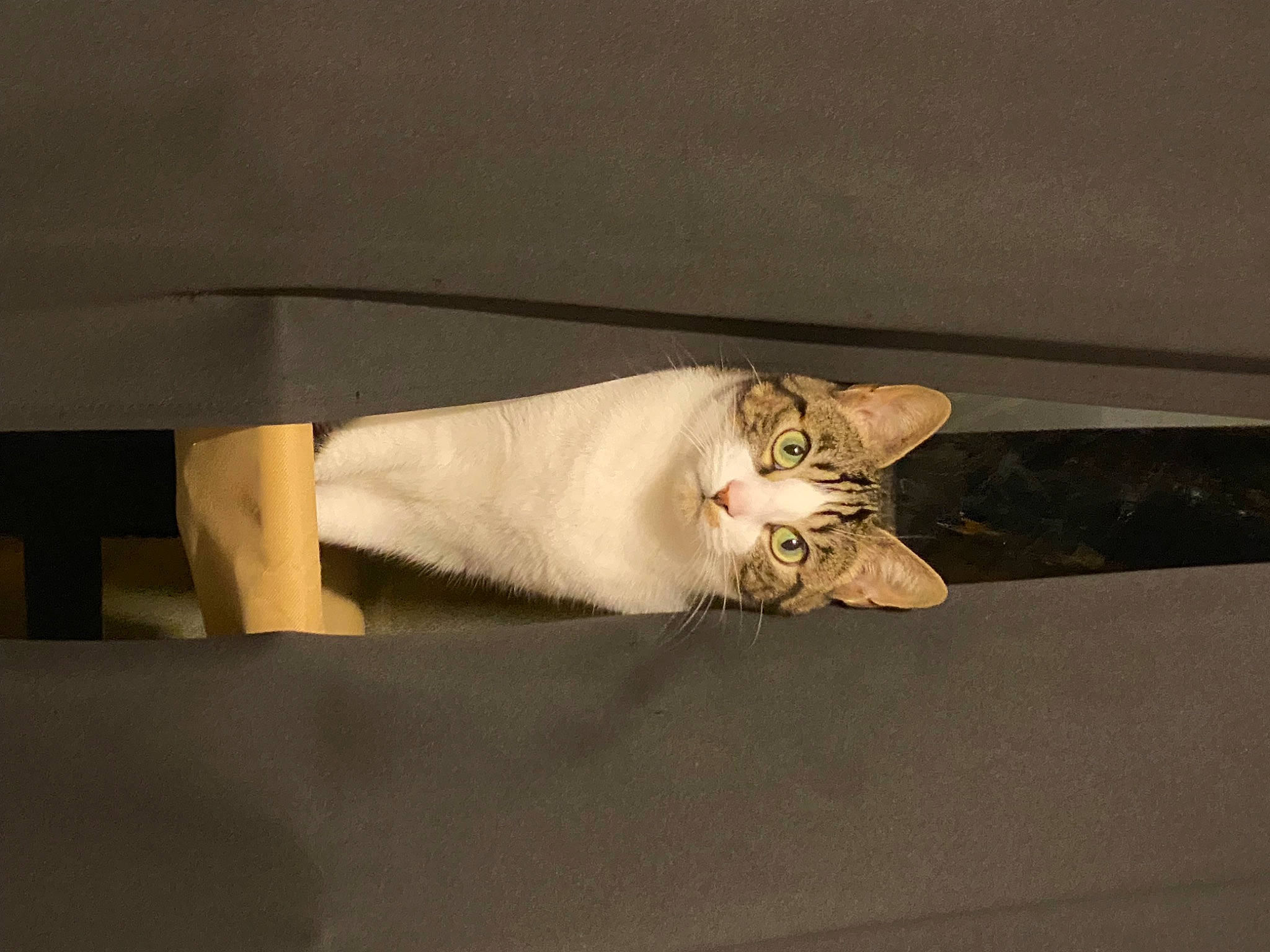 Aria a rejoint le concours — aidez-le/la à gagner de superbes lots ! carnivore, cat, comfort, couch, domestic_short_haired_cat, fawn, felidae, foot, fur, hardwood, human_leg, linens, paw, room, small_to_medium_sized_cats, snout, tail, terrestrial_animal, whiskers, wood