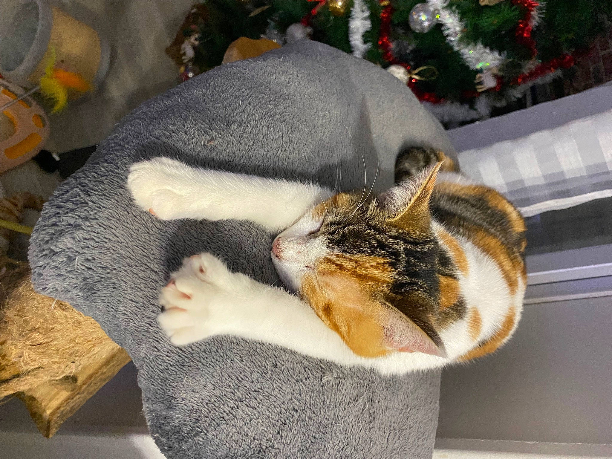Yumi participe au concours pour gagner de l'argent avec cette photo : carnivore, cat, cat_bed, cat_supply, christmas_tree, claw, comfort, domestic_short_haired_cat, fawn, felidae, fur, hat, lap, mammal, paw, small_to_medium_sized_cats, snout, tail, whiskers, window