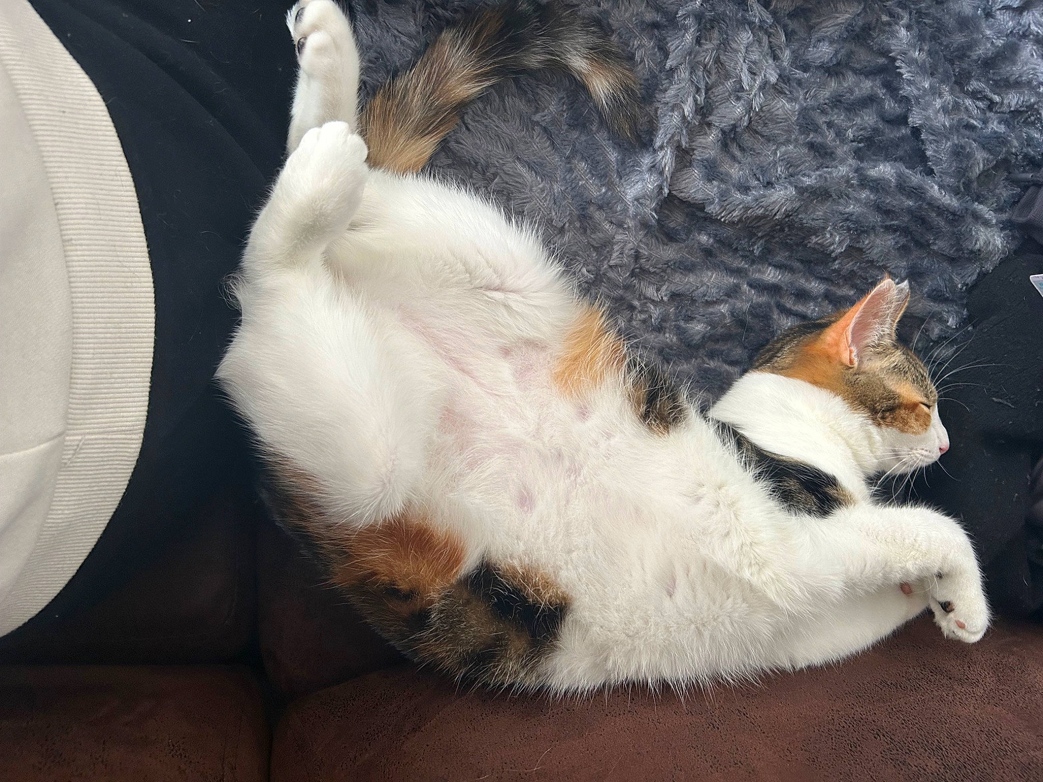 Yumi participe au concours pour gagner de l'argent avec cette photo : carnivore, cat, claw, comfort, domestic_short_haired_cat, felidae, foot, fur, human_leg, lap, nap, paw, small_to_medium_sized_cats, tail, tree, whiskers