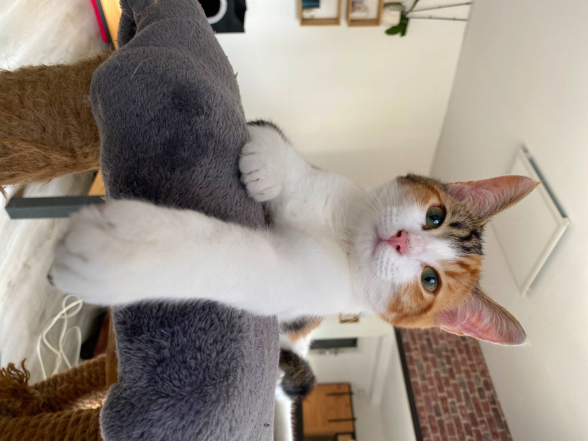 Yumi participe au concours pour gagner de l'argent avec cette photo : carnivore, cat, claw, comfort, domestic_short_haired_cat, fawn, felidae, fur, gesture, mammal, paw, small_to_medium_sized_cats, tail, textile, whiskers
