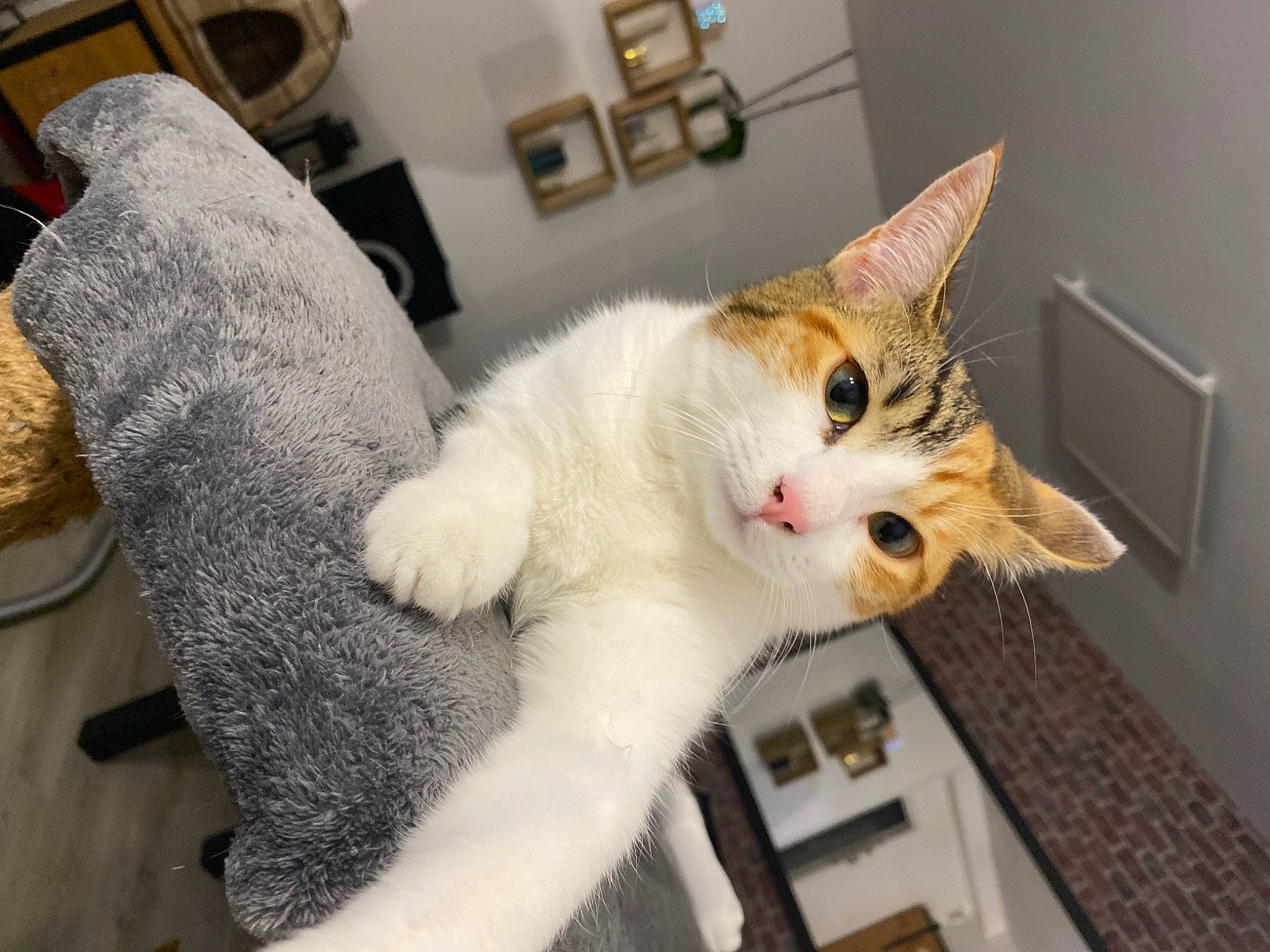 Yumi a rejoint le concours — aidez-le/la à gagner de superbes lots ! carnivore, cat, claw, comfort, domestic_short_haired_cat, fawn, felidae, fur, paw, picture_frame, small_to_medium_sized_cats, snout, tail, whiskers