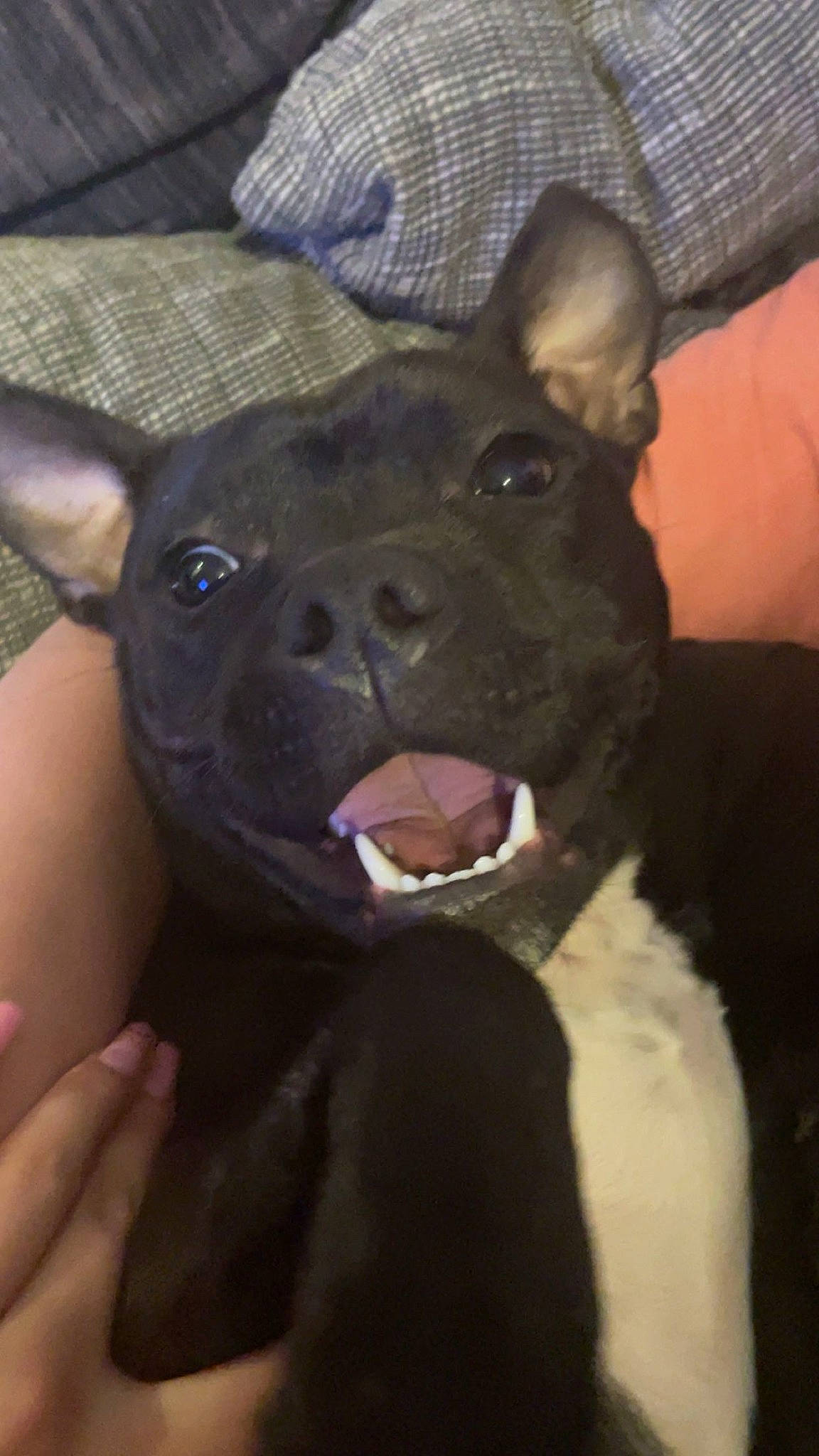 Kaya participe au concours pour gagner de l'argent avec cette photo : canidae, carnivore, companion_dog, dog, dog_breed, ear, fang, fawn, fur, jaw, non_sporting_group, snout, sporting_group, terrestrial_animal, toy_dog, whiskers, working_animal