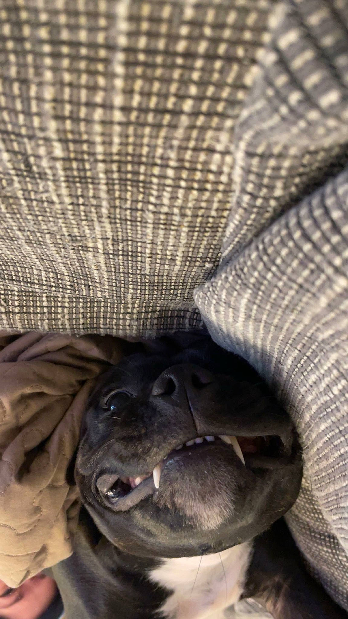 Kaya participe au concours pour gagner de l'argent avec cette photo : canidae, carnivore, close_up, companion_dog, dog, dog_breed, fawn, felidae, fur, grey, liver, pattern, pug, snout, sporting_group, terrestrial_animal, whiskers, wood, working_animal, wrinkle