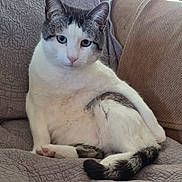 Casper is registered to the contest to win money with this photo: blanket, blue_eyes, cat, couch, cozy, feline, indoor, living_room, paws, pet, pink_nose, plant, portrait, reclining, sitting, tabby, tail, upholstery, whiskers, white_fur