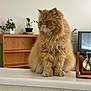 cat, orange_cat, fluffy, pet, indoor, countertop, plant, potted_plant, wooden_shelf, television, home, furniture, fur, animal, mammal, domestic_cat, sitting, cute, face, whiskers