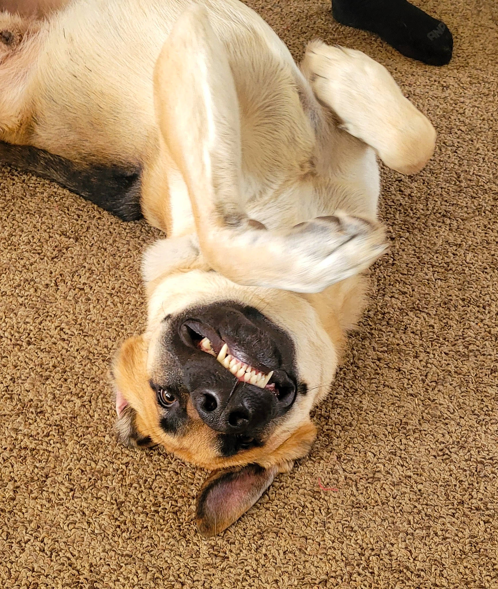 Knox is registered to the contest to win money with this photo: canidae, carnivore, comfort, companion_dog, dog, dog_breed, fawn, flooring, fur, non_sporting_group, paw, pug, snout, sporting_group, tail, terrestrial_animal, toy_dog, wildlife, working_animal, wrinkle