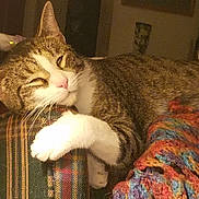 Bubbie joined the competition — help win amazing prizes! armrest, blanket, cat, closeup, colorful, comfort, cozy, fur, furniture, home, indoor, knitted, paws, pet, plaid, relaxed, resting, sleepy, tabby, whiskers