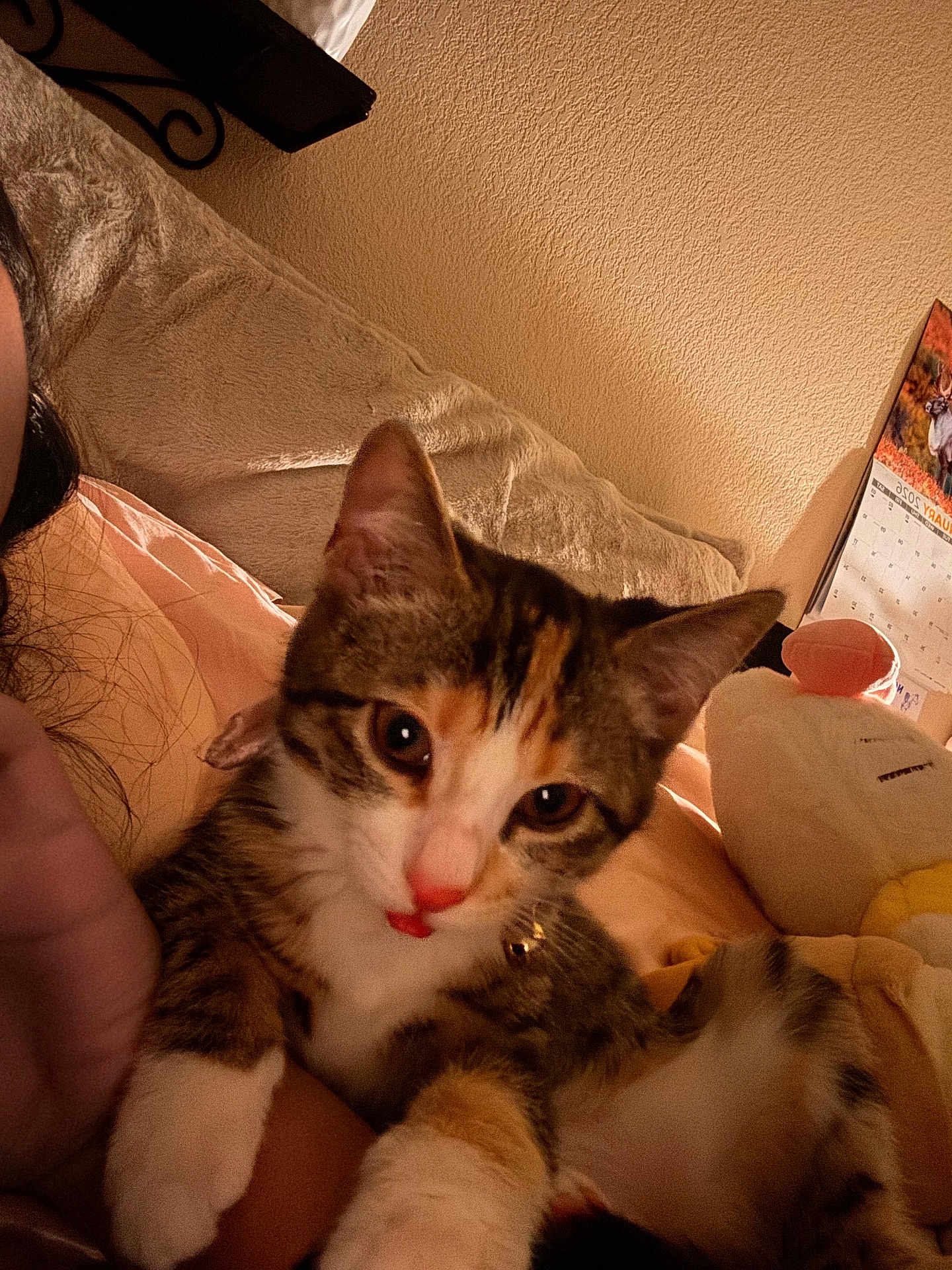 Bun Bun is registered to the contest to win money with this photo: kitten, cat, pet, indoor, blanket, collar, cute, fur, whiskers, close_up, eyes, soft_lighting, bedroom, plush_toy, calendar, relaxing, cozy, young_animal, domestic_cat, curious