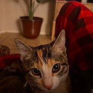 Bun Bun is registered to the contest to win money with this photo: cat, indoor, pet, close_up, animal, fur, collar, bell, plant, pot, blanket, checkered, red, black, floor, tile, curious, eyes, face, whiskers