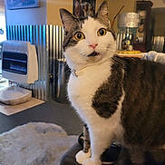 Buddy is registered to the contest to win money with this photo: cat, collar, cozy, curious, domestic_animal, floor, fur, furniture, heater, home, indoor, lamp, metal_wall_panel, pet, poster, rug, standing, surprised_expression, whiskers, wide_eyes