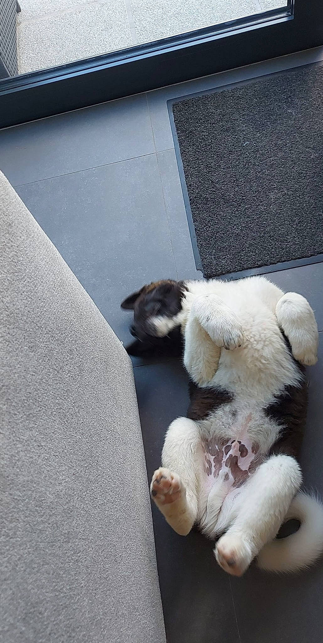 Ninho a rejoint le concours — aidez-le/la à gagner de superbes lots ! canidae, carnivore, cat, comfort, companion_dog, dog_breed, fawn, felidae, fur, mammal, nap, small_to_medium_sized_cats, sporting_group, tail, terrestrial_animal, tints_and_shades, toy, vertebrate, whiskers, window