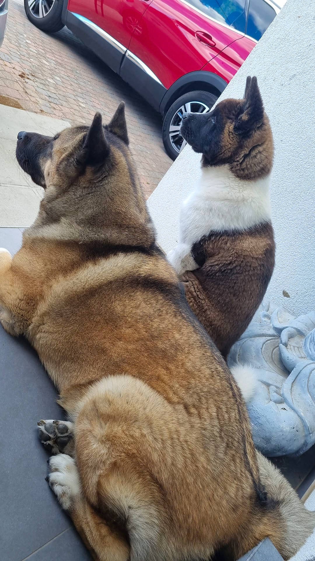 Ninho participe au concours pour gagner de l'argent avec cette photo : automotive_tire, canidae, carnivore, collar, comfort, companion_dog, dog, dog_breed, fawn, felidae, foot, fur, mammal, paw, snout, sporting_group, tail, tire, wheel, working_animal