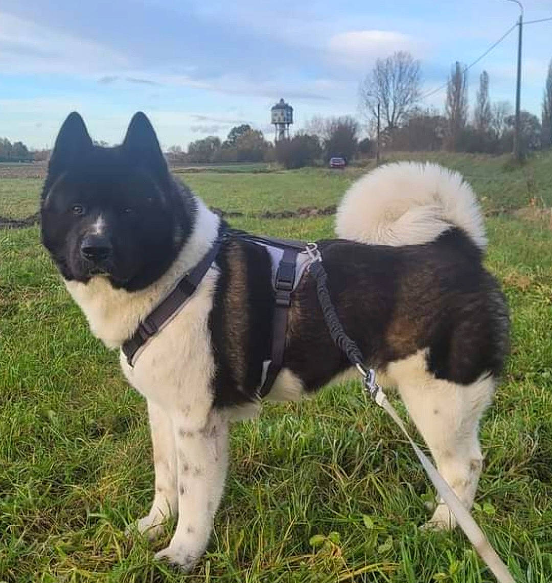 Ninho participe au concours pour gagner de l'argent avec cette photo : carnivore, cloud, collar, companion_dog, dog, dog_breed, dog_collar, fashion_accessory, grass, leash, mammal, plant, sky, sled_dog, snout, sporting_group, tail, tree, vertebrate, working_animal