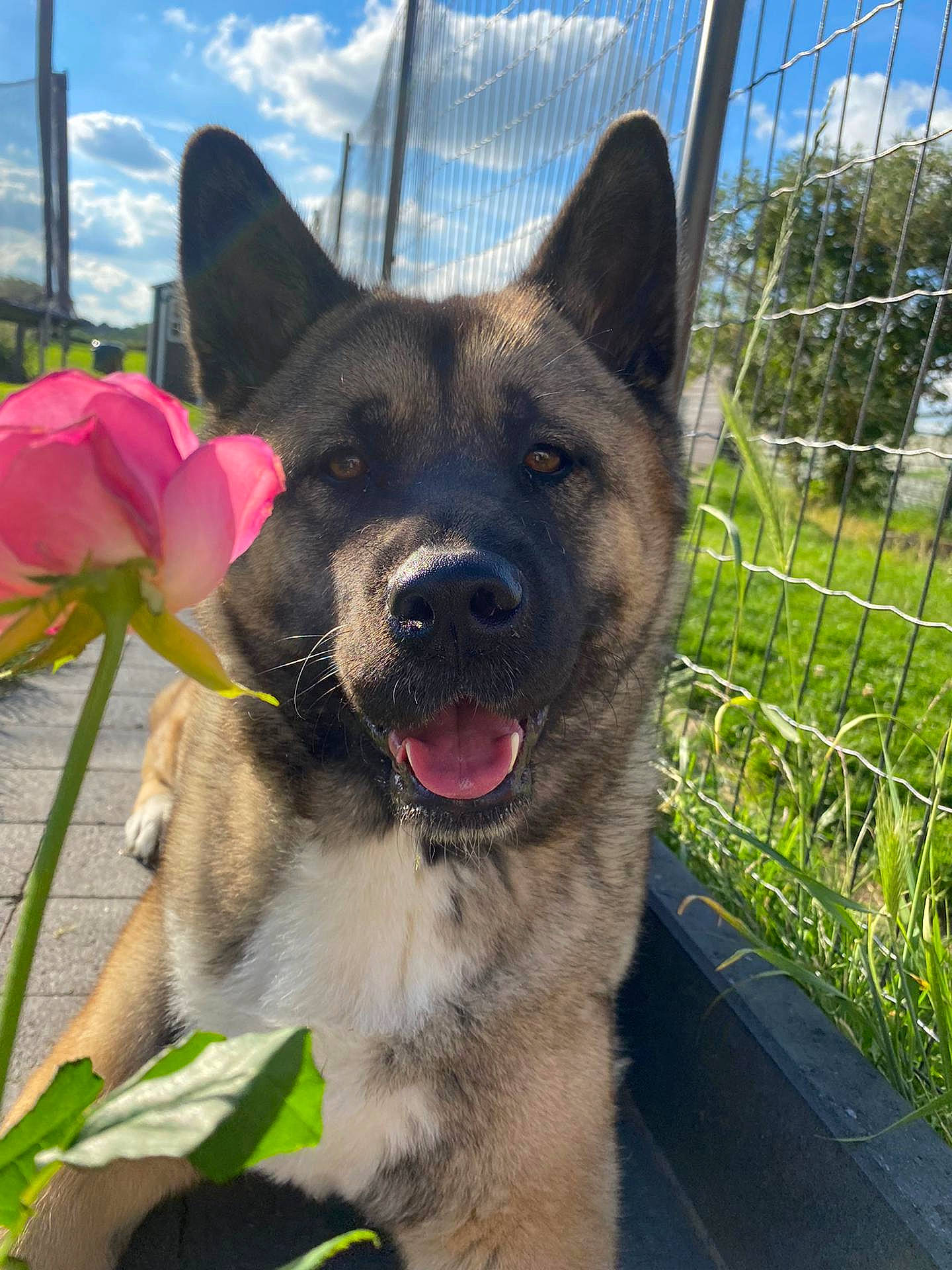 Niska participe au concours pour gagner de l'argent avec cette photo : carnivore, cloud, collar, companion_dog, dog, dog_breed, dog_collar, fawn, fence, flower, german_shepherd_dog, grass, herding_dog, mesh, plant, sky, snout, tail, window, working_animal