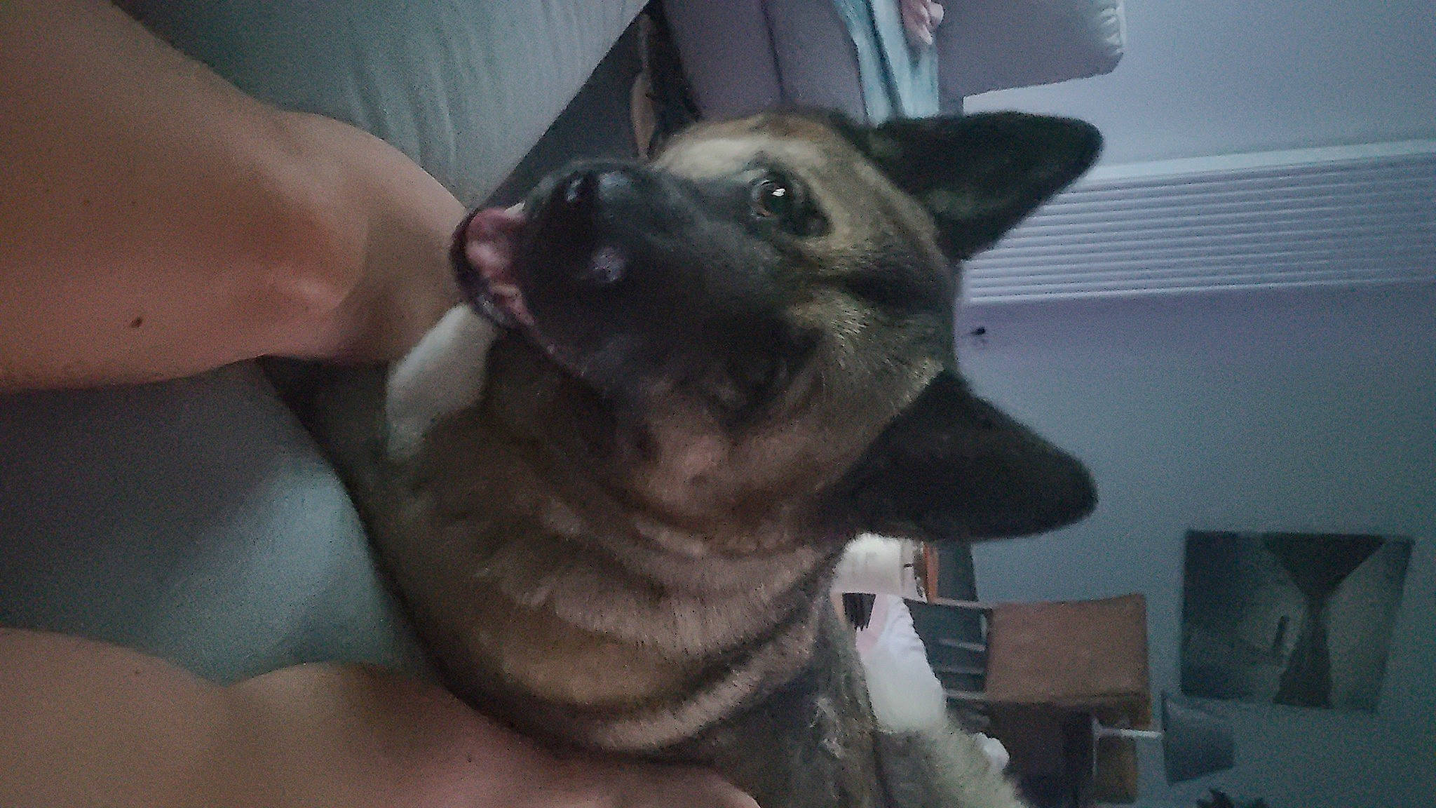 Niska a rejoint le concours — aidez-le/la à gagner de superbes lots ! canidae, carnivore, companion_dog, couch, dog, dog_breed, ear, fawn, fur, jaw, non_sporting_group, pillow, snout, working_animal, working_dog