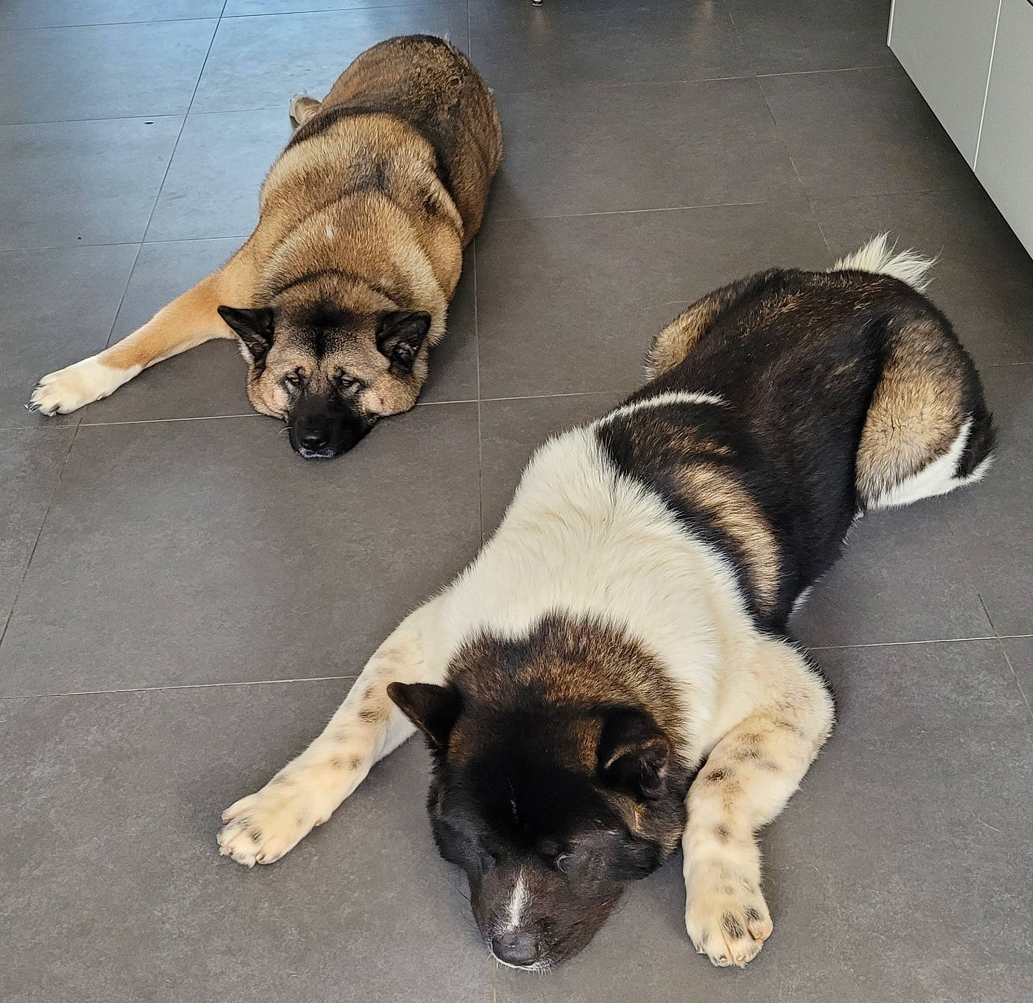 Niska a rejoint le concours — aidez-le/la à gagner de superbes lots ! canidae, carnivore, comfort, companion_dog, dog, dog_bed, dog_breed, dog_supply, fawn, flooring, fur, paw, pet_supply, puppy, snout, sporting_group, street_dog, tail, toy_dog, working_animal