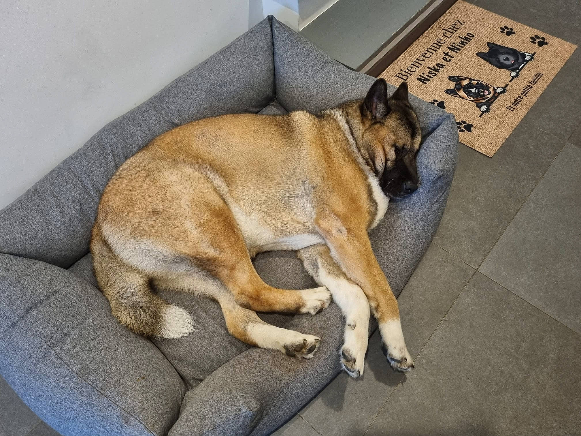 Niska a rejoint le concours — aidez-le/la à gagner de superbes lots ! carnivore, collar, comfort, companion_dog, dog, dog_breed, fawn, flooring, fur, guard_dog, hardwood, non_sporting_group, paw, sporting_group, tail, working_dog