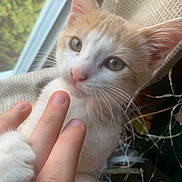Milo is registered to the contest to win money with this photo: blanket, cat, close_up, curtain, ears, eyes, fairy_lights, fingers, fur, human_hand, indoor, kitten, paw, pet, pink_nose, playful, portrait, soft_light, whiskers, window
