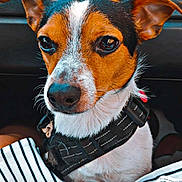 Tiago a rejoint le concours — aidez-le/la à gagner de superbes lots ! dog, pet, close_up, brown_and_white, black_harness, ears, nose, eyes, striped_fabric, plush_toy, indoor, portrait, cute, animal, mammal, sitting, calm, curious, fur, companion