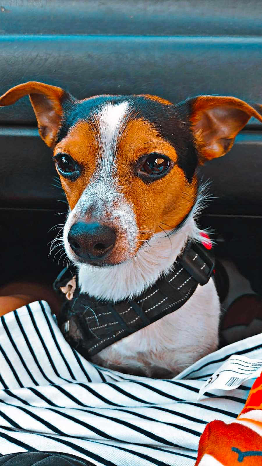 Tiago a rejoint le concours — aidez-le/la à gagner de superbes lots ! dog, pet, close_up, brown_and_white, black_harness, ears, nose, eyes, striped_fabric, plush_toy, indoor, portrait, cute, animal, mammal, sitting, calm, curious, fur, companion