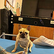 Amber is registered to the contest to win money with this photo: dog, french_bulldog, bed, pillow, blanket, television, remote_control, furniture, indoor, home, pet, canine, animal, wooden_furniture, blanket_edge, blue_bed_sheet, sitting, looking_at_camera, ears_up, curious