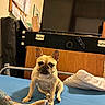 dog, french_bulldog, bed, pillow, blanket, television, remote_control, furniture, indoor, home, pet, canine, animal, wooden_furniture, blanket_edge, blue_bed_sheet, sitting, looking_at_camera, ears_up, curious