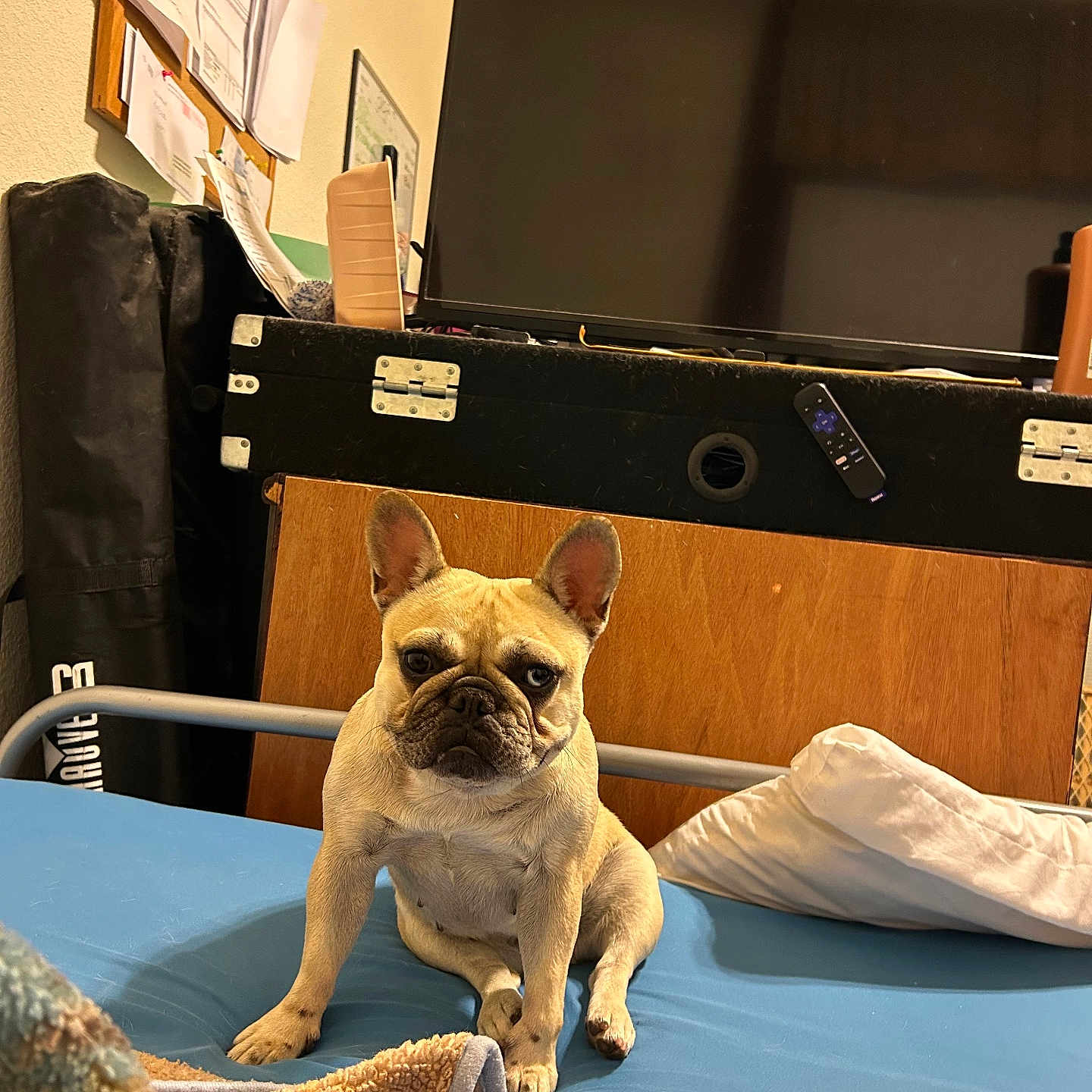Amber is registered to the contest to win money with this photo: dog, french_bulldog, bed, pillow, blanket, television, remote_control, furniture, indoor, home, pet, canine, animal, wooden_furniture, blanket_edge, blue_bed_sheet, sitting, looking_at_camera, ears_up, curious