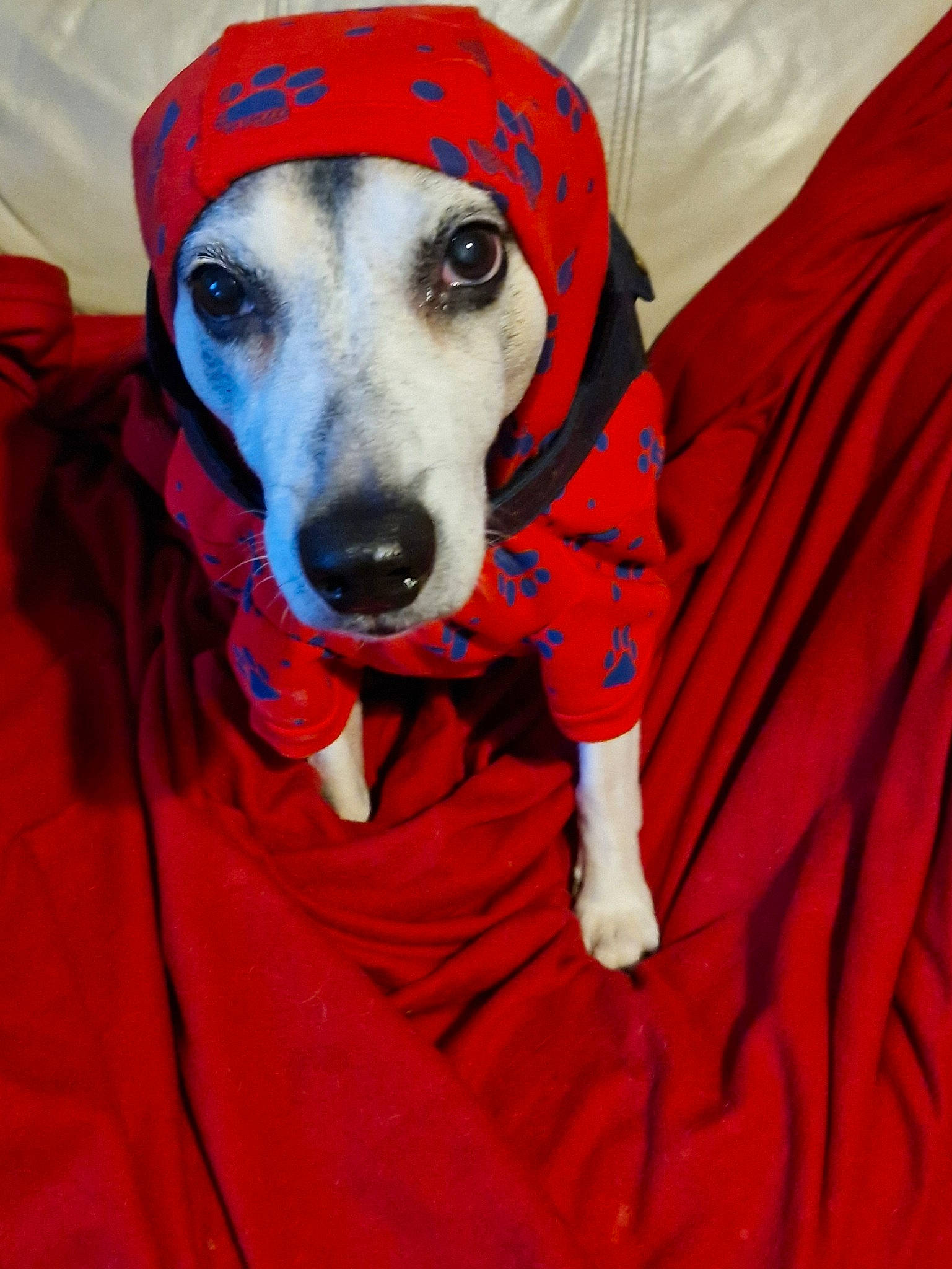 Stripe The Puppy Phoo Griffiths joined the competition — help win amazing prizes! adventure, canidae, carnivore, companion_dog, dog, dog_breed, dog_clothes, dog_supply, fawn, fur, non_sporting_group, snout, sporting_group, whiskers