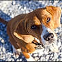 dog, brown_dog, white_spots, pet, outdoor, gravel, close_up, looking_up, ears, nose, collar, sunlight, shadow, animal, canine, fur, portrait, cute, friendly, companion