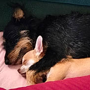Aby participe au concours pour gagner de l'argent avec cette photo : adorable, animal, black_fur, blanket, brown_fur, close_up, companion, cozy, cute, cute_pets, dog, friendship, fur, indoors, pet, relaxing, resting, sleeping, snuggling, tan_fur