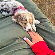 Blue a rejoint le concours — aidez-le/la à gagner de superbes lots ! backyard, blanket, brown_and_white, close_up, cushion, cute, dirt, dog, finger, fluffy, grass, harness, human_hand, nibbling, outdoor, pet, pink_harness, puppy, red_sleeve, sleepy