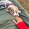 backyard, blanket, brown_and_white, close_up, cushion, cute, dirt, dog, finger, fluffy, grass, harness, human_hand, nibbling, outdoor, pet, pink_harness, puppy, red_sleeve, sleepy