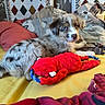 Blue a rejoint le concours — aidez-le/la à gagner de superbes lots ! animal, australian_shepherd, bed, bedroom, blankets, blue_eyes, brown_and_white, cozy, cute, dog, fluffy, indoor, lying_down, pet, photography, pillows, plush_toy, portrait, puppy, red_toy