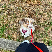 Blue participe au concours pour gagner de l'argent avec cette photo : puppy, dog, blue_eyes, harness, leash, grass, sidewalk, person, pants, shoe, outdoor, pet, cute, animal, waiting, small_dog, brown, white, fur, playing