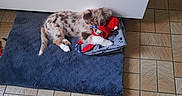 Blue a rejoint le concours — aidez-le/la à gagner de superbes lots ! puppy, dog, toy, plush_toy, mat, floor, tile_floor, indoor, resting, paw, white_cabinet, brown_puppy, cute, pet, animal, sleeping, cozy, comfort, small_dog, domestic