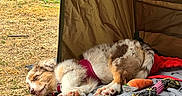 Blue participe au concours pour gagner de l'argent avec cette photo : animals, blanket, brown_fur, camping, dog_food, dogs, fishing_rod, food_bowl, grass, ground, harness, outdoor, pet_bed, puppies, relaxed, sleeping, tent, toy, water_bowl, white_fur