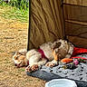 animals, blanket, brown_fur, camping, dog_food, dogs, fishing_rod, food_bowl, grass, ground, harness, outdoor, pet_bed, puppies, relaxed, sleeping, tent, toy, water_bowl, white_fur