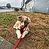 Blue a rejoint le concours — aidez-le/la à gagner de superbes lots ! puppy, dog, leash, harness, grass, sidewalk, building, glass_door, overcast, cloudy_sky, outdoor, young_dog, curious, pet, animal, brown_fur, white_fur, patchy_grass, urban, calm