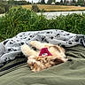 Blue a rejoint le concours — aidez-le/la à gagner de superbes lots ! blanket, countryside, cute, dog, field, grass, green_blanket, harness, lake, lying_down, nature, outdoors, pink_harness, portrait, puppy, relaxing, sleeping, spotted, upside_down, water