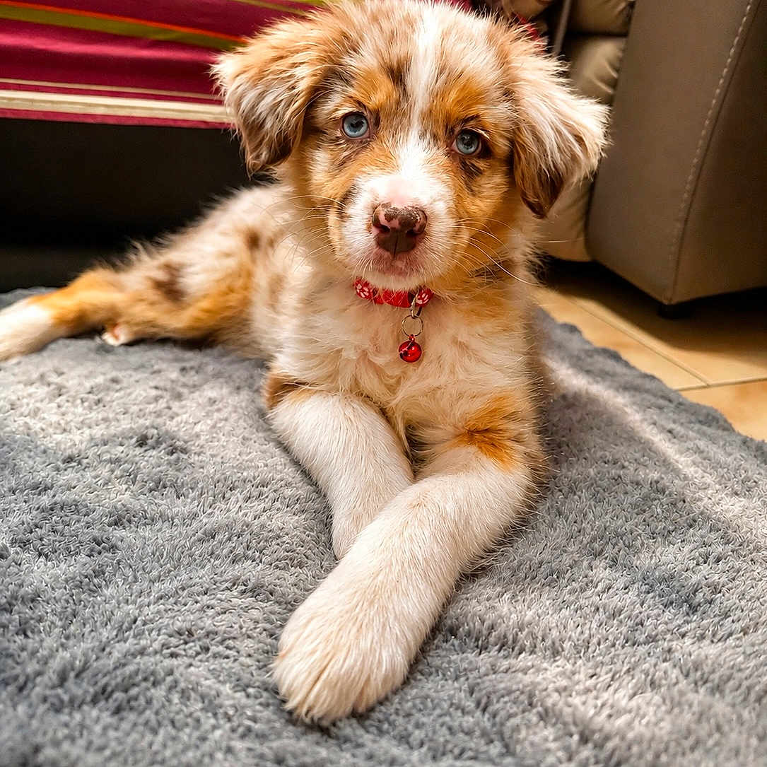 Blue participe au concours pour gagner de l'argent avec cette photo : adorable, animal, bell, blue_eyes, collar, cute, dog, domestic_animal, floor, fluffy, fur, gray_rug, indoor, looking_at_camera, lying_down, pet, puppy, red_collar, tile_floor, young_dog