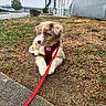 Blue participe au concours pour gagner de l'argent avec cette photo : puppy, dog, red_leash, red_harness, grass, sidewalk, building, outdoor, curious, pet, canine, young_dog, leash, fur, brown_and_white, nature, daytime, sky, urban, quiet