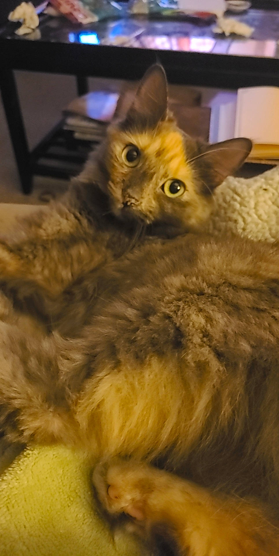 Sansa joined the competition — help win amazing prizes! carnivore, cat, claw, domestic_short_haired_cat, eye, fawn, felidae, fur, paw, small_to_medium_sized_cats, snout, tail, terrestrial_animal, whiskers