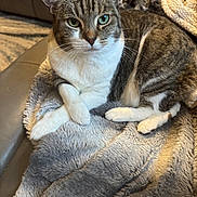 Deedee is registered to the contest to win money with this photo: animal, blanket, cat, closeup, comfortable, couch, cozy, domestic_animal, feline, fur, home, indoor, looking, pet, relaxed, resting, soft, tabby, whiskers, white_paws