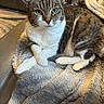 cat, tabby, white_paws, blanket, couch, indoor, pet, feline, fur, whiskers, relaxed, cozy, domestic_animal, animal, resting, closeup, home, comfortable, soft, looking