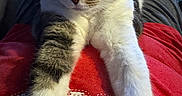 Deedee is registered to the contest to win money with this photo: animal, cat, closeup, clothing, cozy, domestic, fur, human_lap, indoor, lace, laying, pattern, paws, pet, red_shirt, relaxed, stretching, tabby, whiskers, white_fur