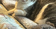 Deedee joined the competition — help win amazing prizes! cat, tabby, pet, animal, feline, blanket, couch, fur, relaxing, indoor, cozy, resting, comfort, whiskers, ears, paw, soft_texture, household, home, domestic