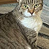 Deedee joined the competition — help win amazing prizes! cat, tabby, green_eyes, close_up, indoor, pet, animal, fur, whiskers, ears, face, sitting, looking, curious, household, domestic, striped, mammal, feline, carpet