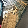 cat, animal, pet, indoor, rug, patterned_rug, striped, sunlight, shadow, relaxing, lying_down, feline, tabby, white_paws, cozy, comfortable, home, floor, domestic_cat, resting